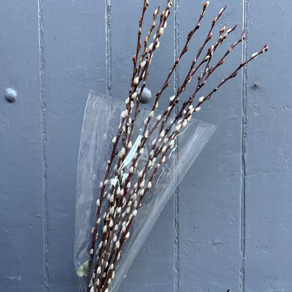 Pussy Willow 