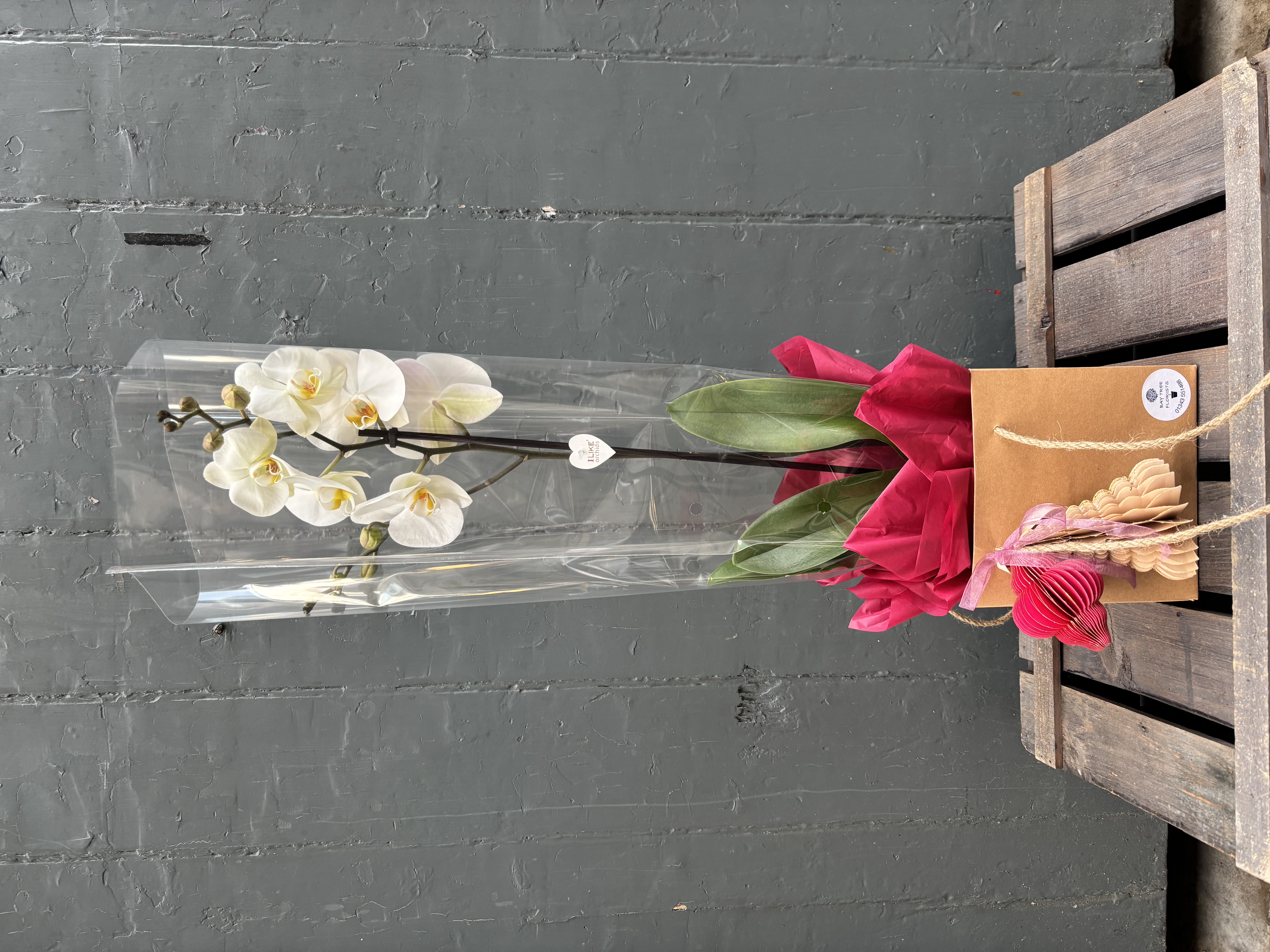 Winter White Phalaenopsis Orchid