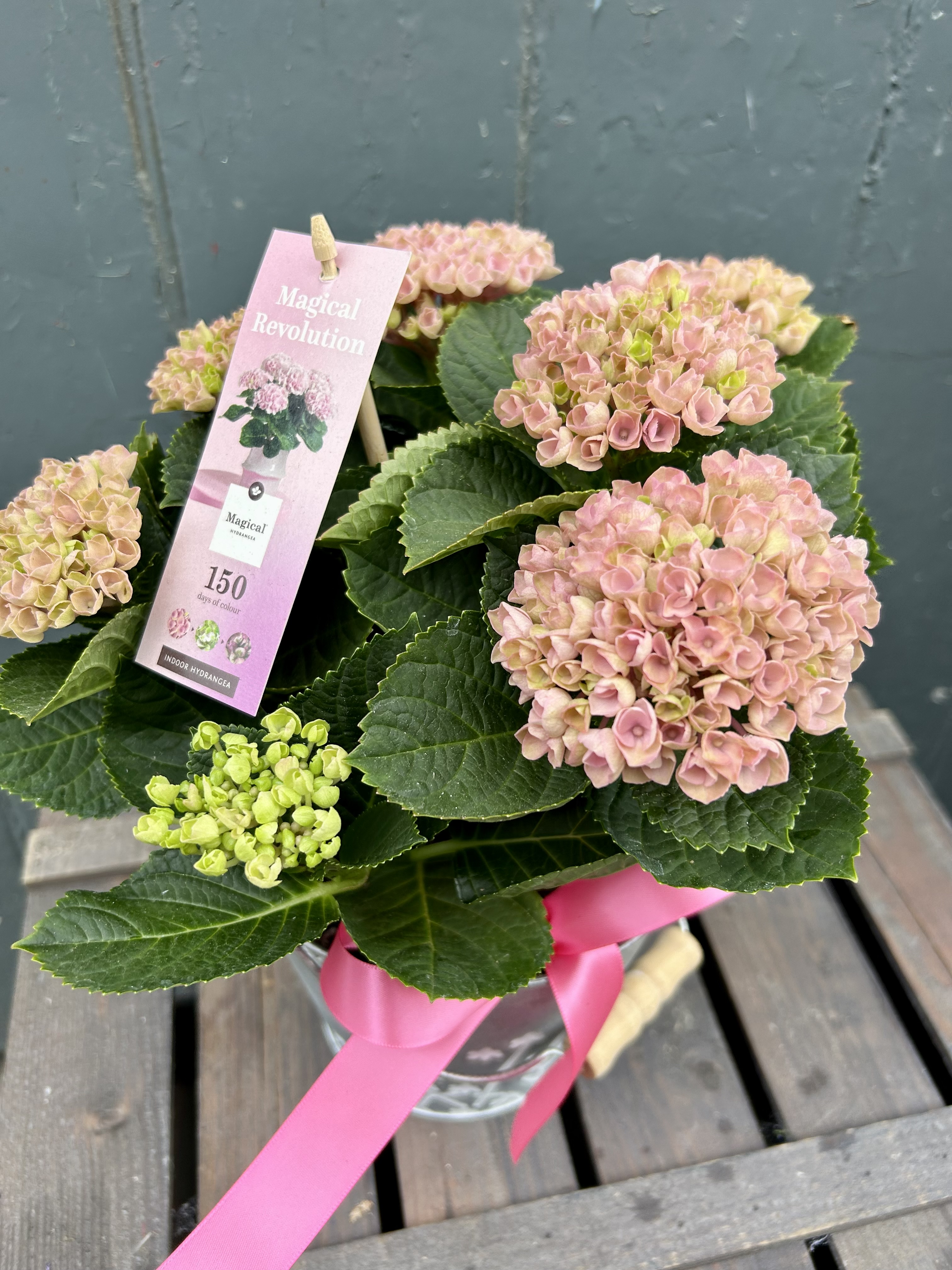 Pale Pink Hydrangea Plant in Decorative Metal Pot - fresh flower arrangement from Baytree Florists
