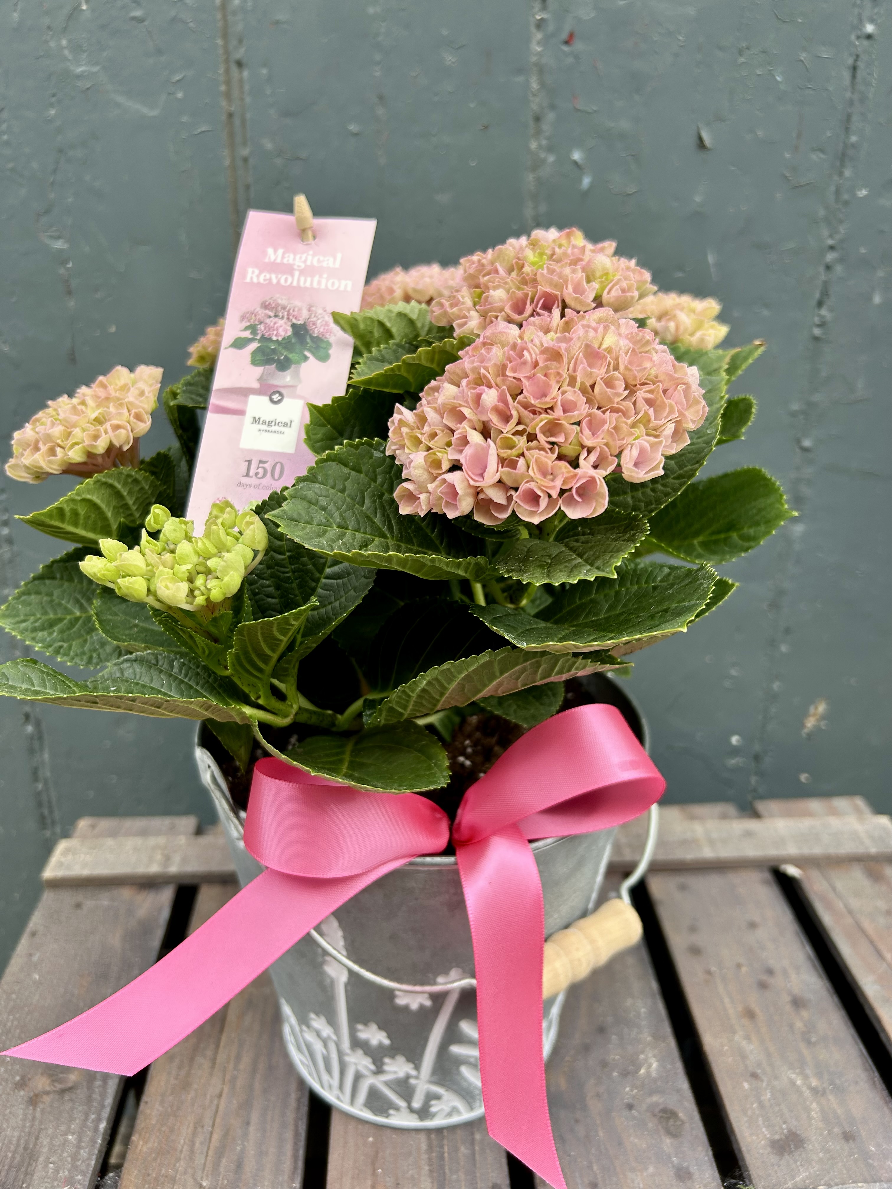 Pale Pink Hydrangea Plant in Decorative Metal Pot - View 2