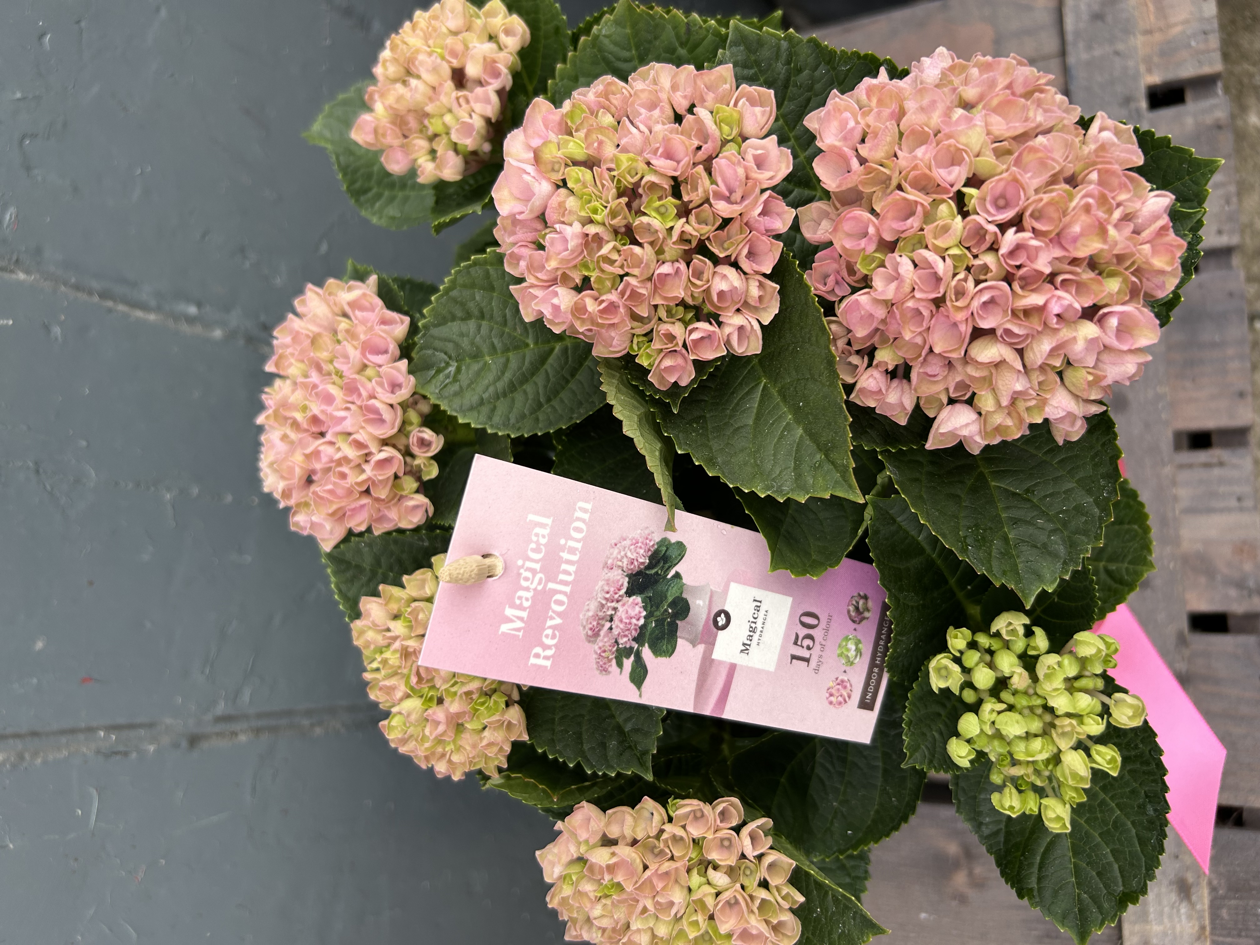 Pale Pink Hydrangea Plant in Decorative Metal Pot - View 3