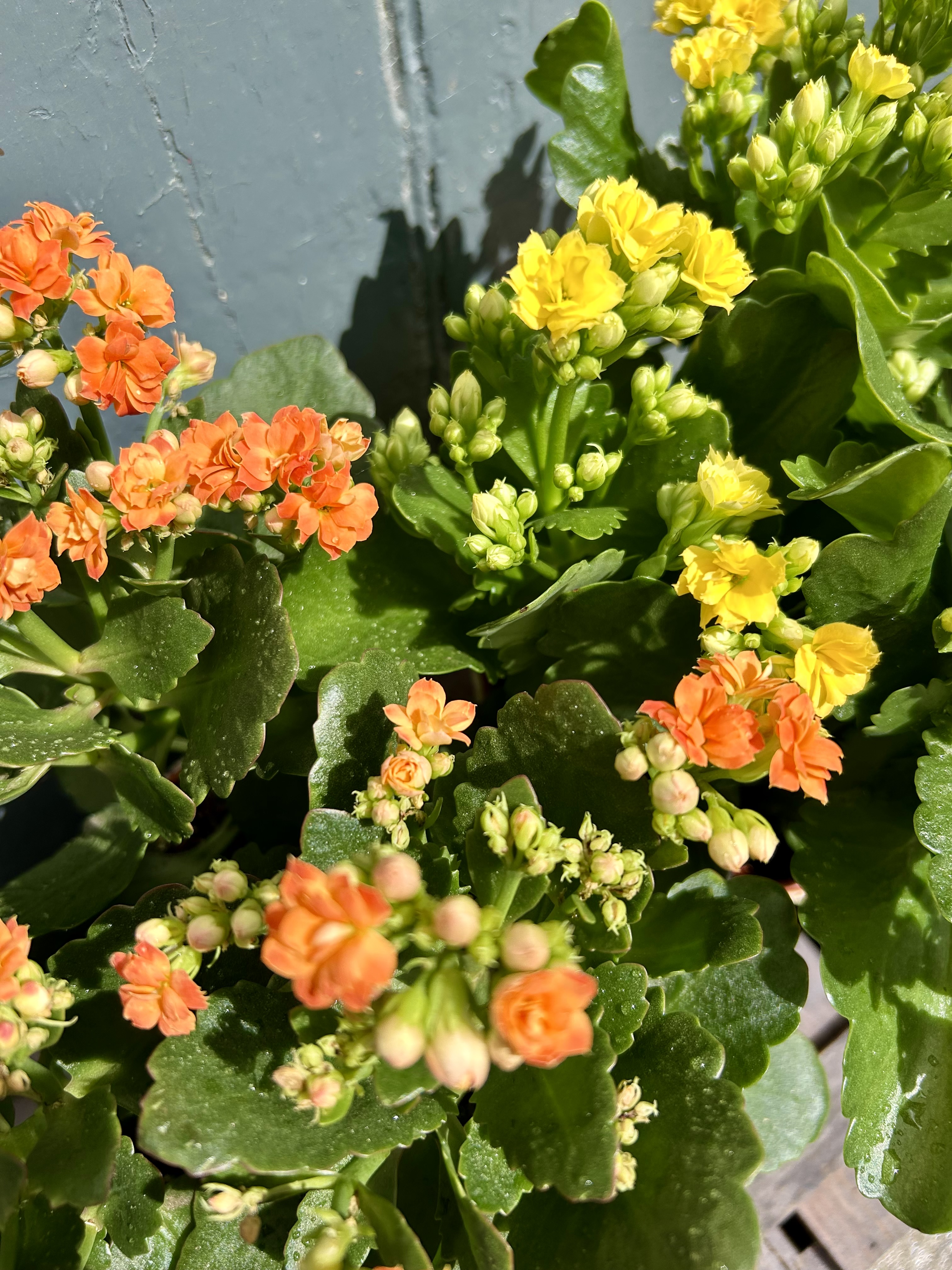 Flaming Katy Gift Set – Kalanchoe Plant, Chocolate - View 2