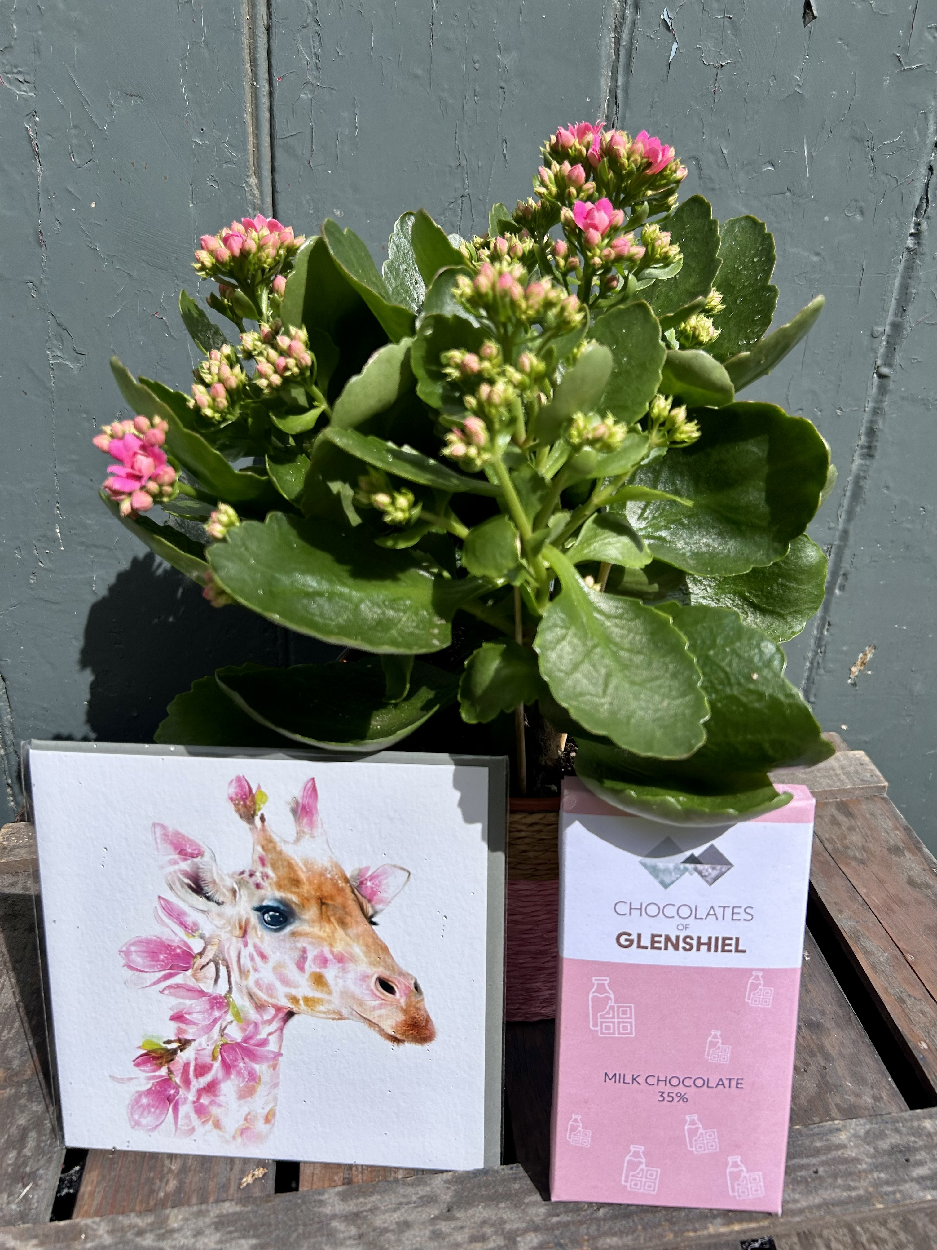 Flaming Katy Gift Set – Kalanchoe Plant, Chocolate - View 3