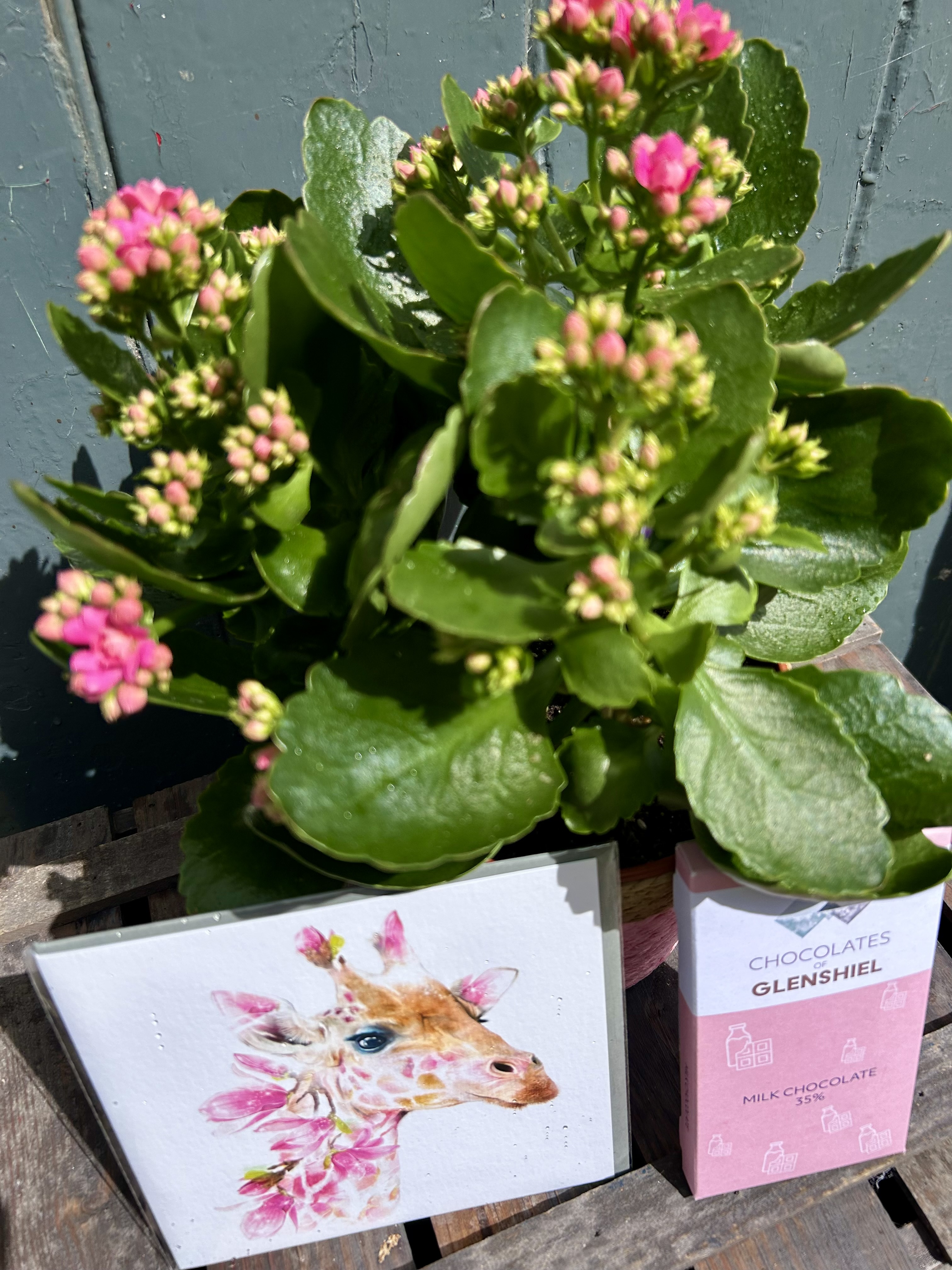 Flaming Katy Gift Set – Kalanchoe Plant, Chocolate - Order from Bay Tree Florists Elgin